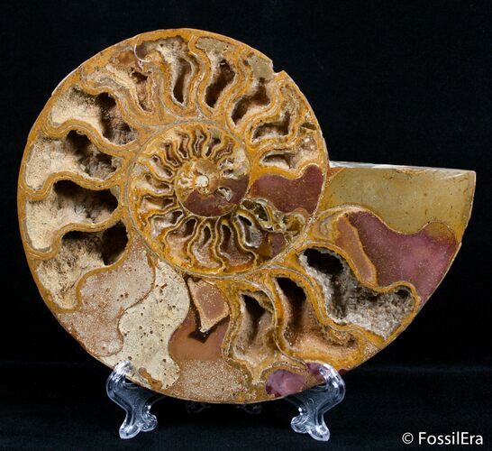Inch Split Ammonite (Half) #2651